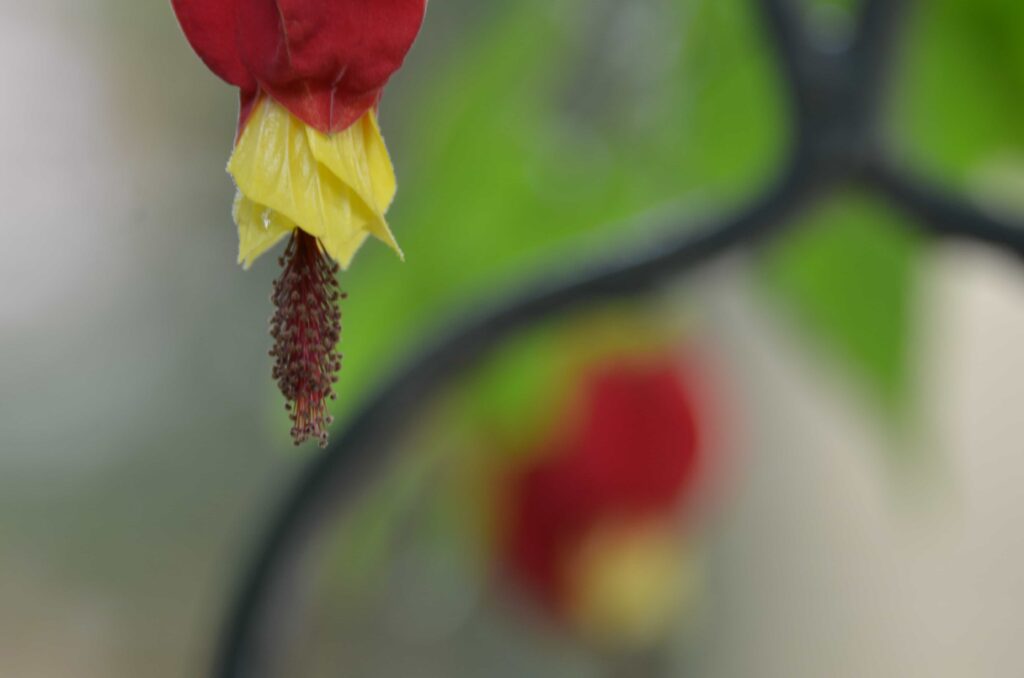 i-fiori-del-nostro-giardino-essenze-tipiche-ma-anche-ricercate-sapranno-coinvolgervi-con-i-loro-profumi