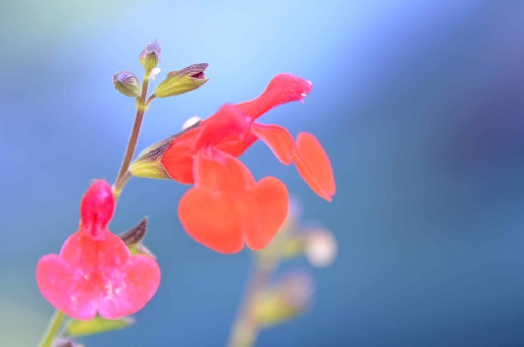 i-nostri-fiori-le-nostre-essenze-nel-nostro-giardino-fiori-etnici-dalle-mille-profumazioni